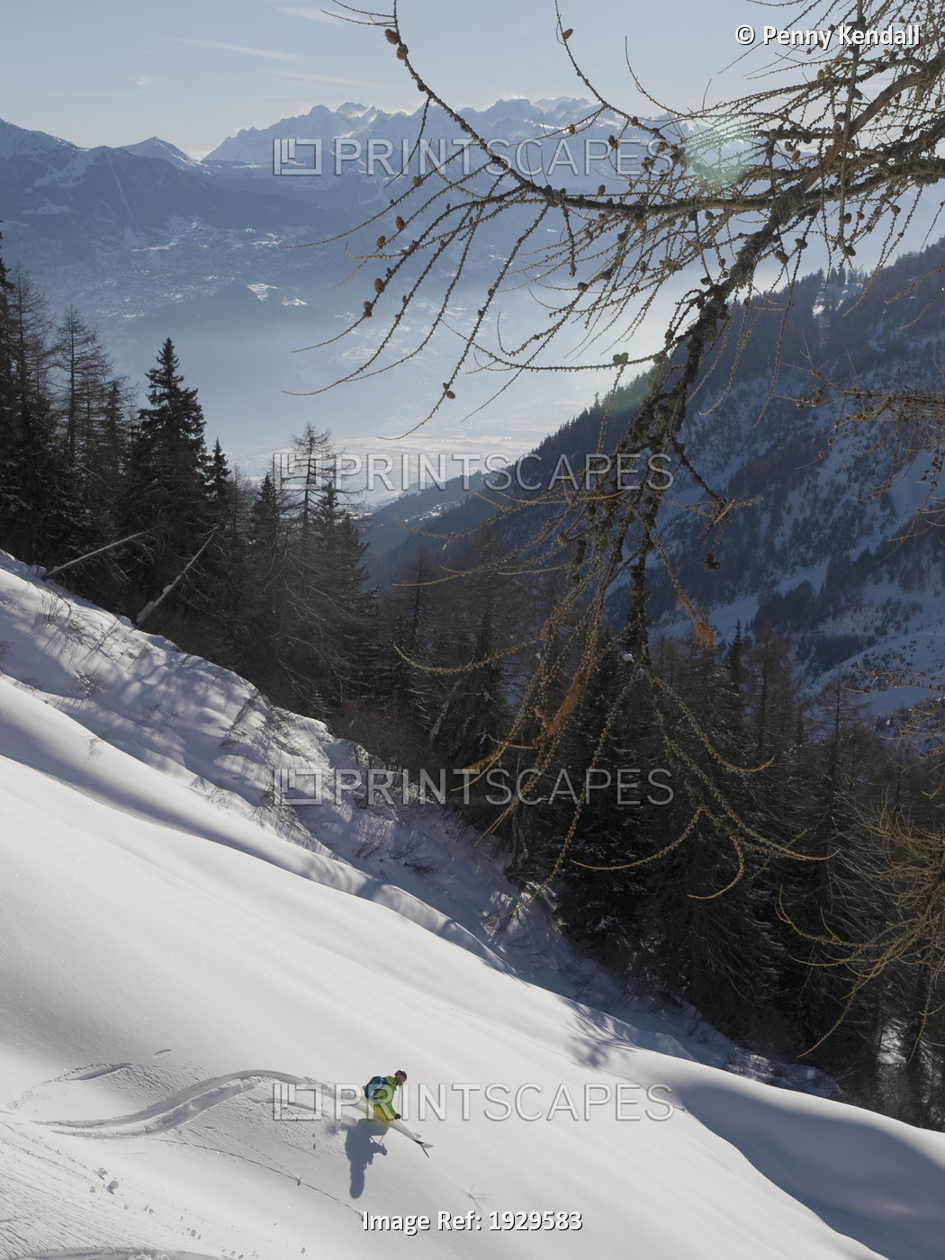 Skiing fresh snow off piste in the larch forest behind the ski resort of ...