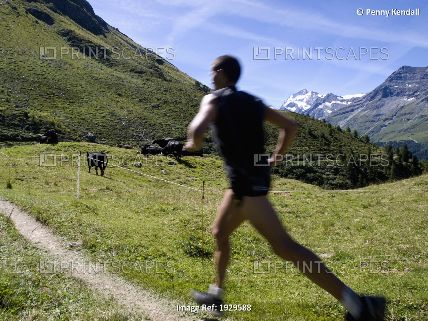 Annual mountain marathon race between Sierre and Zinal. Runner approaches ...