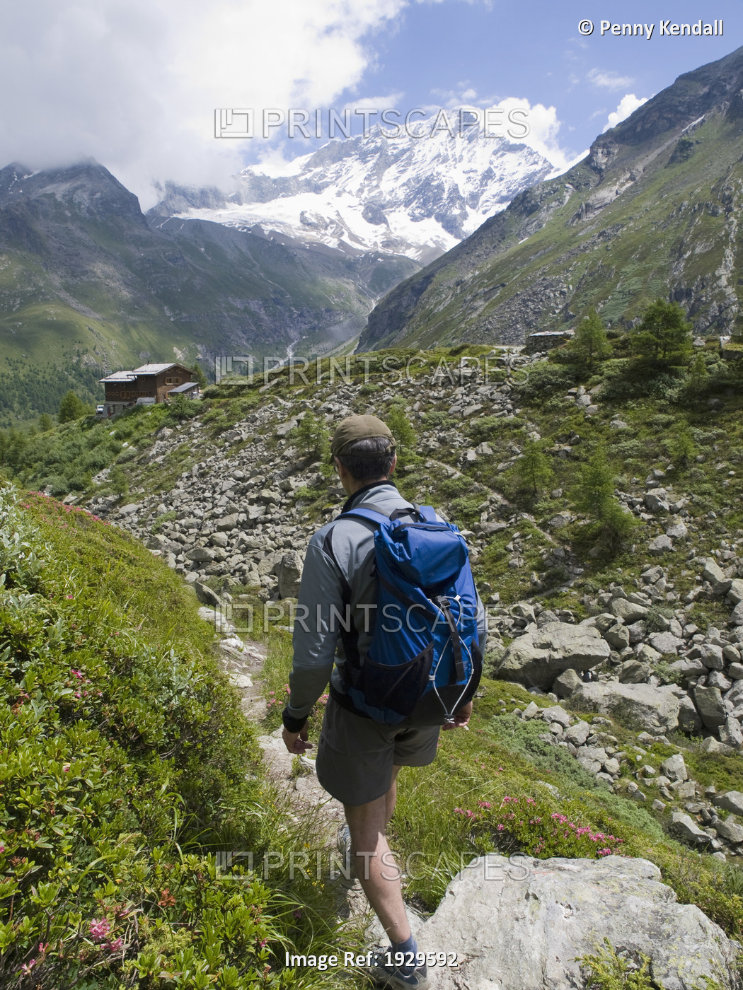 Summer In The Swiss Alps. Walker Descends A Footpath Lined With Alpenrose ...