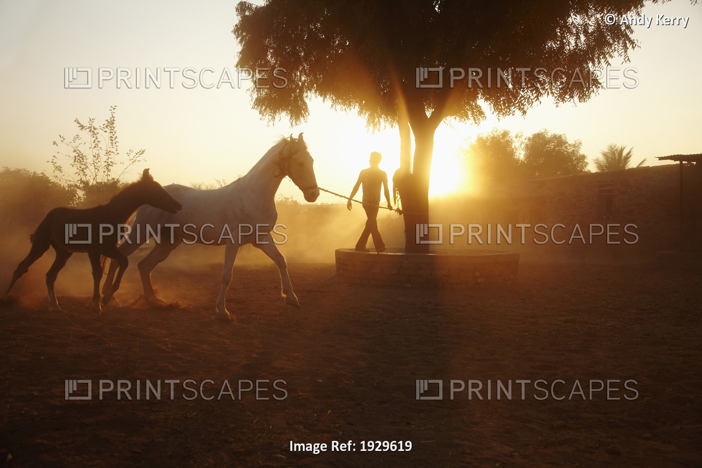 Stallion and foal at Castle Bijaipur stables Rajasthan India