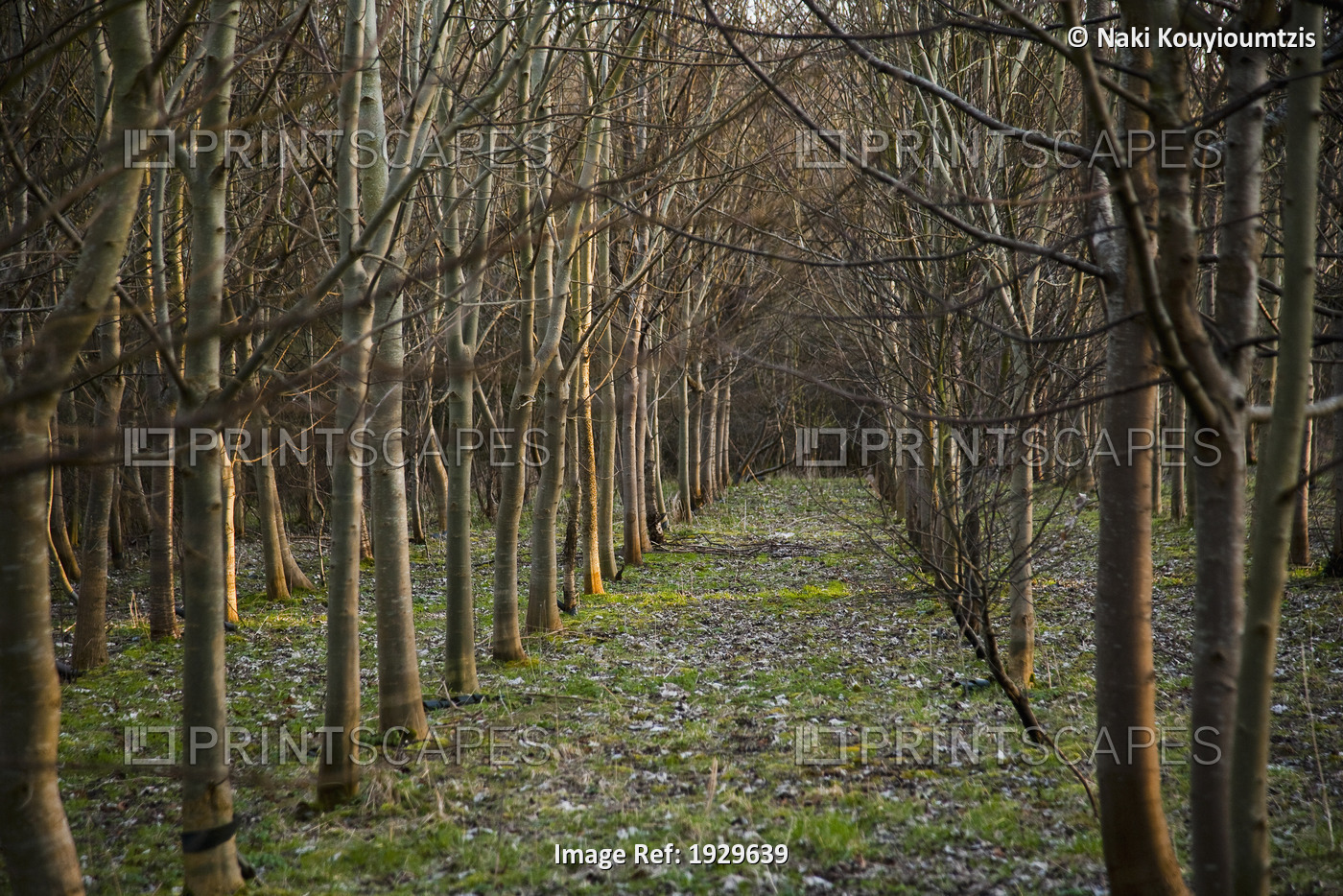 A footpath through rows of planted woodland; Vale Of The White Horse, ...