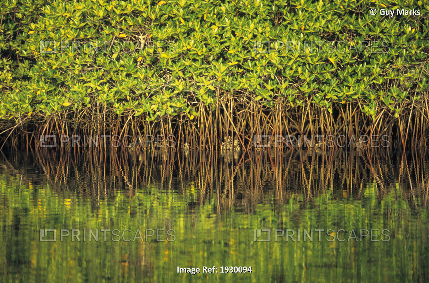 Mangroves Reflected In The Water At Black Turtle Cove, Santa Cruz Island, ...