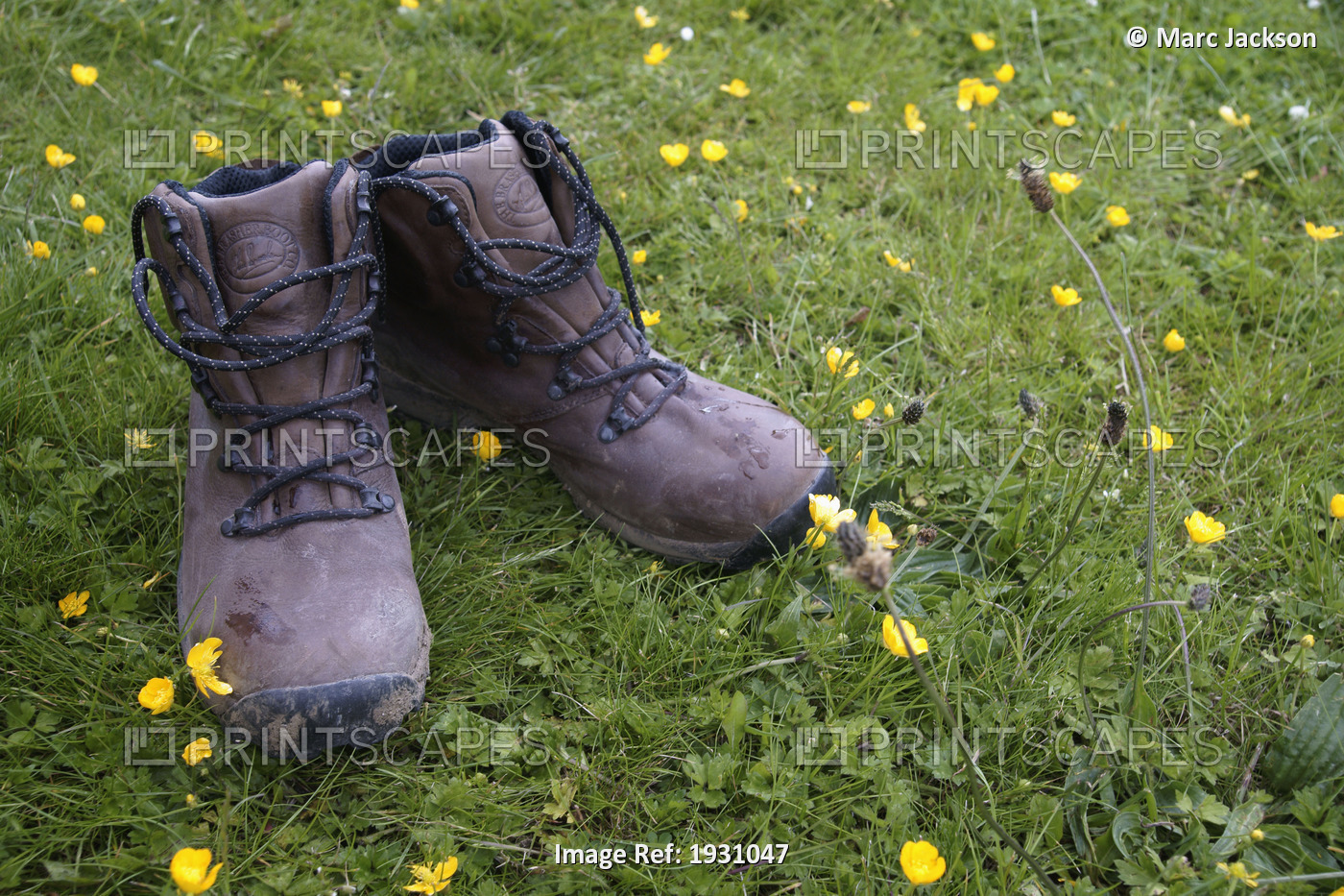 A pair of Hiking Boots on green grass with yellow flowers., United Kingdom.
