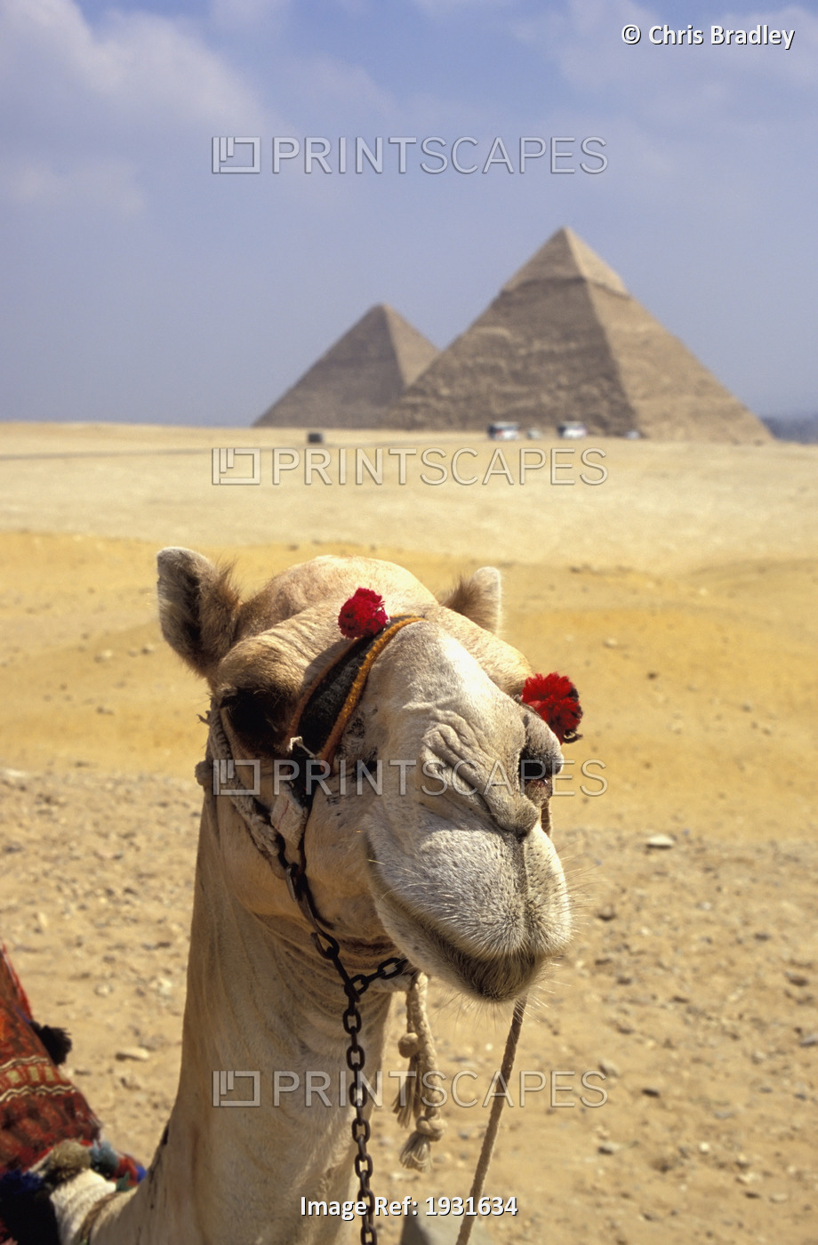 Close-Up On A Camel Looking At The Camera With Pyramids In The Background, ...
