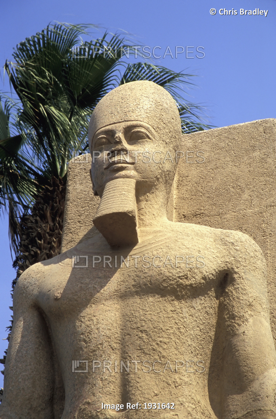 Low Angle View Of Statue Of Ramses Ii, Memphis, Egypt; Memphis, Egypt