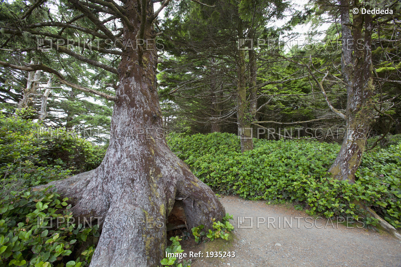 The Scenery Along The Wild Pacific Trail On Vancouver Island; Ucluelet, British ...