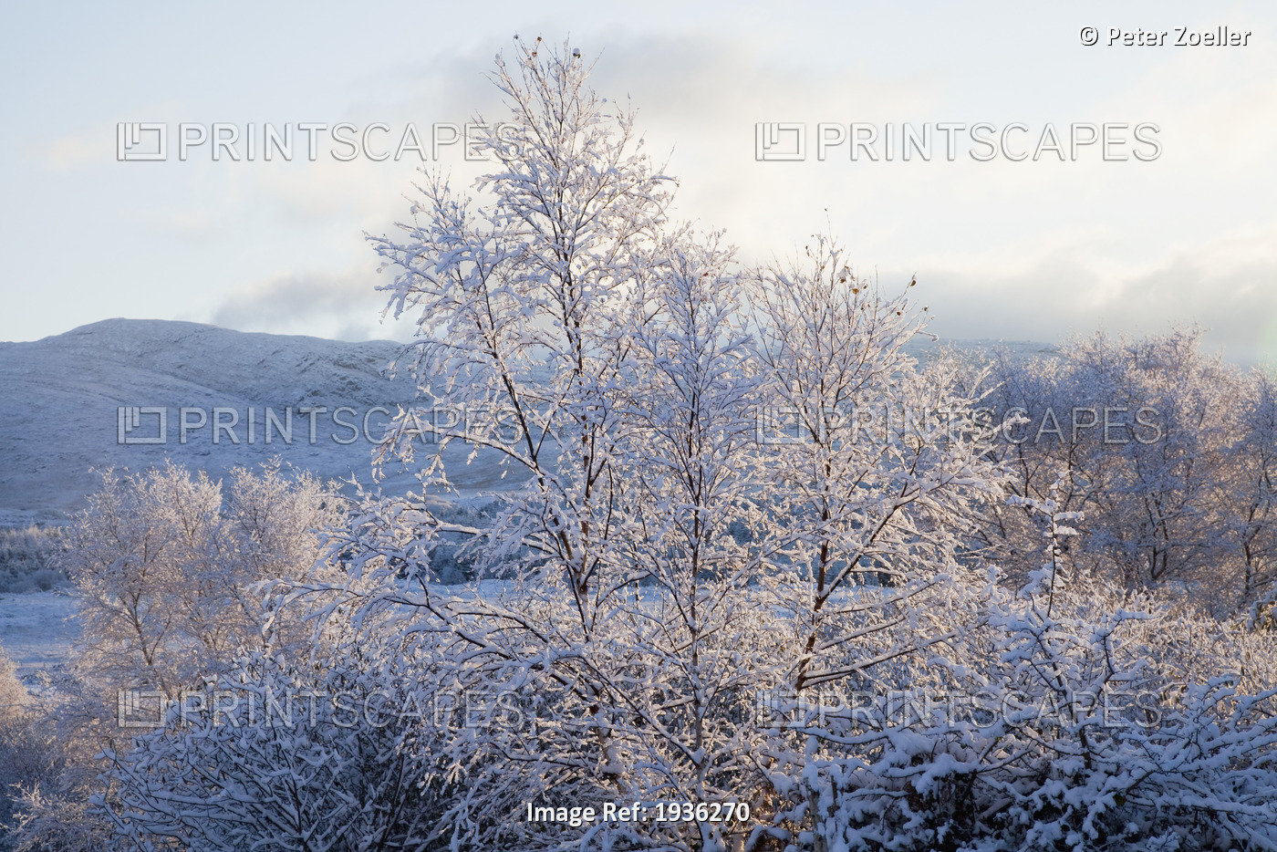 Snow Covered Trees And Hills In Winter; Tahilla County Kerry Ireland