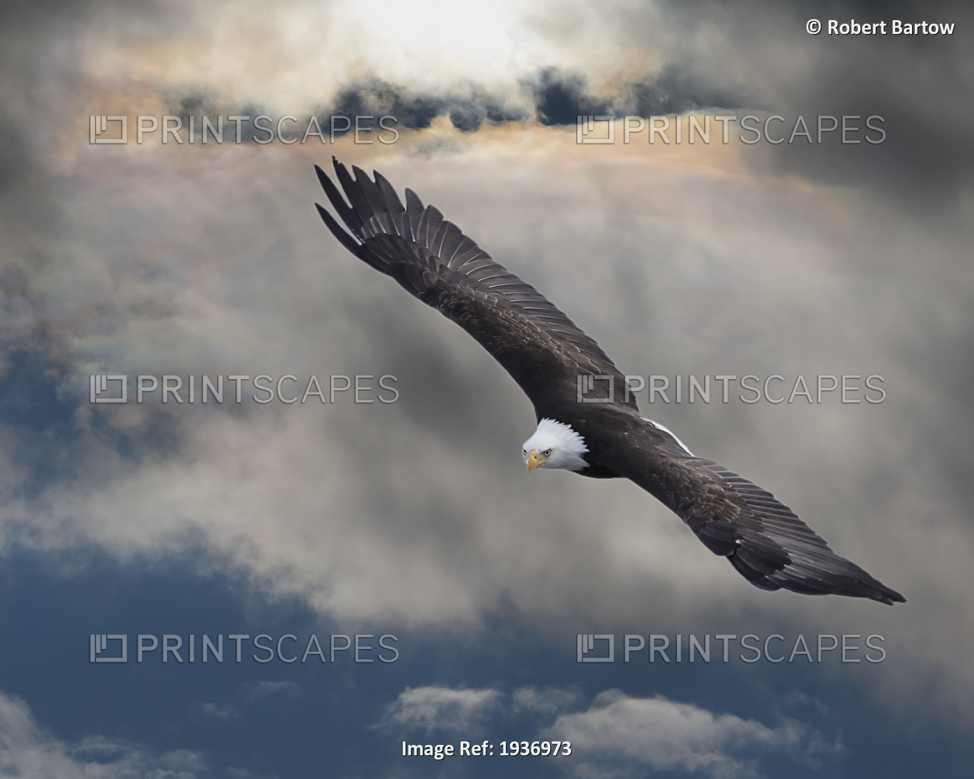 An Eagle In Flight Rising Above The Storm; Pateros Washington United States Of ...