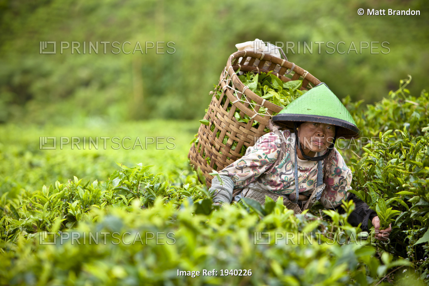 A Worker In The Tea Plantation; Tanjung Sakti Sumatera Selatan Indonesia