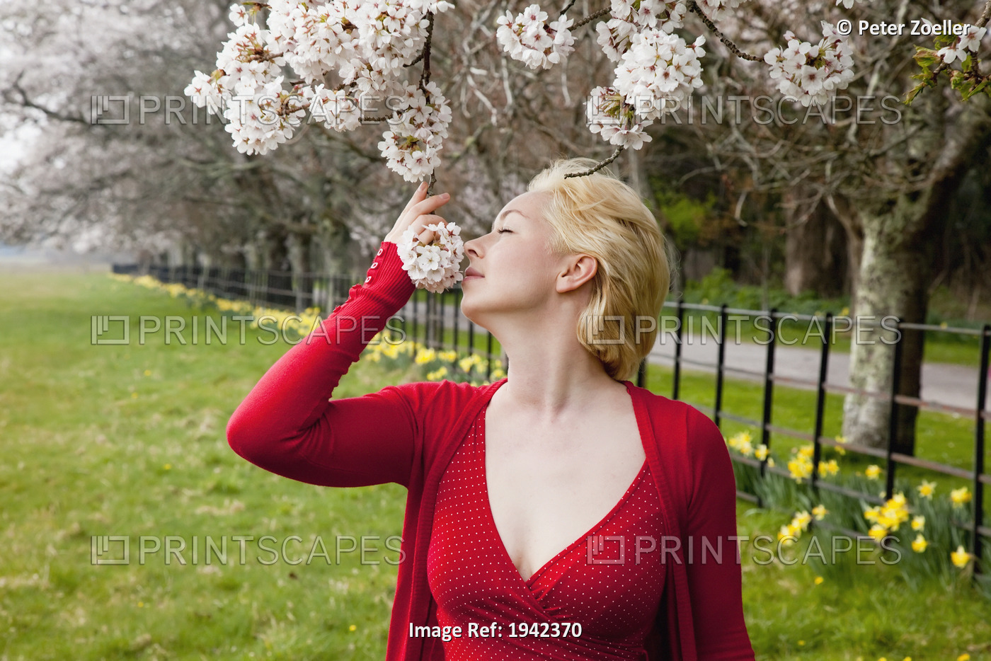 A Woman Smells The Cherry Blossoms; Killarney, County Kerry, Ireland