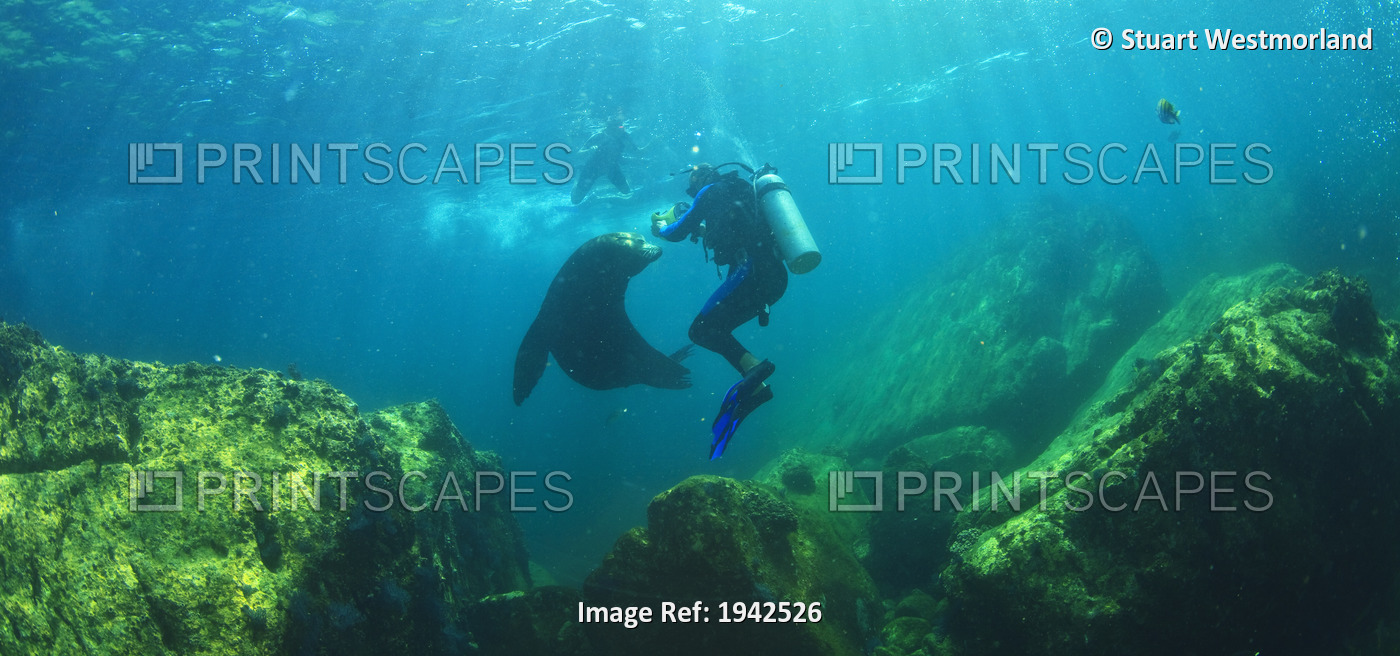 Scuba Divers With Sea Lions Underwater At Los Islotes National Marine Park ...