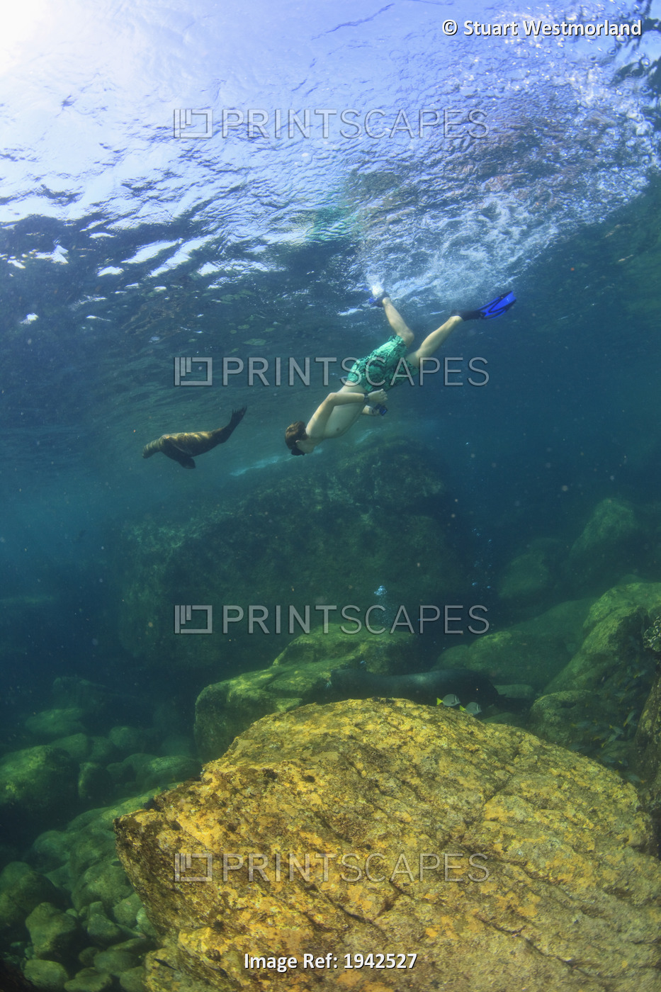 A Tourist Swims Underwater With A Sea Lion At Los Islotes National Marine Park ...