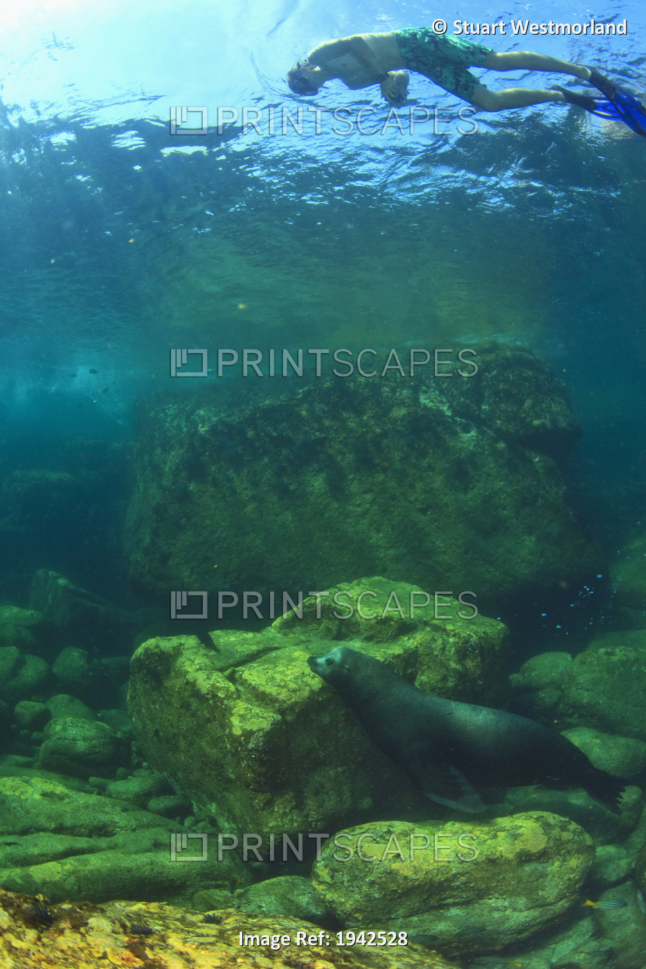 A Tourist Swims Underwater With A Sea Lion At Los Islotes National Marine Park ...
