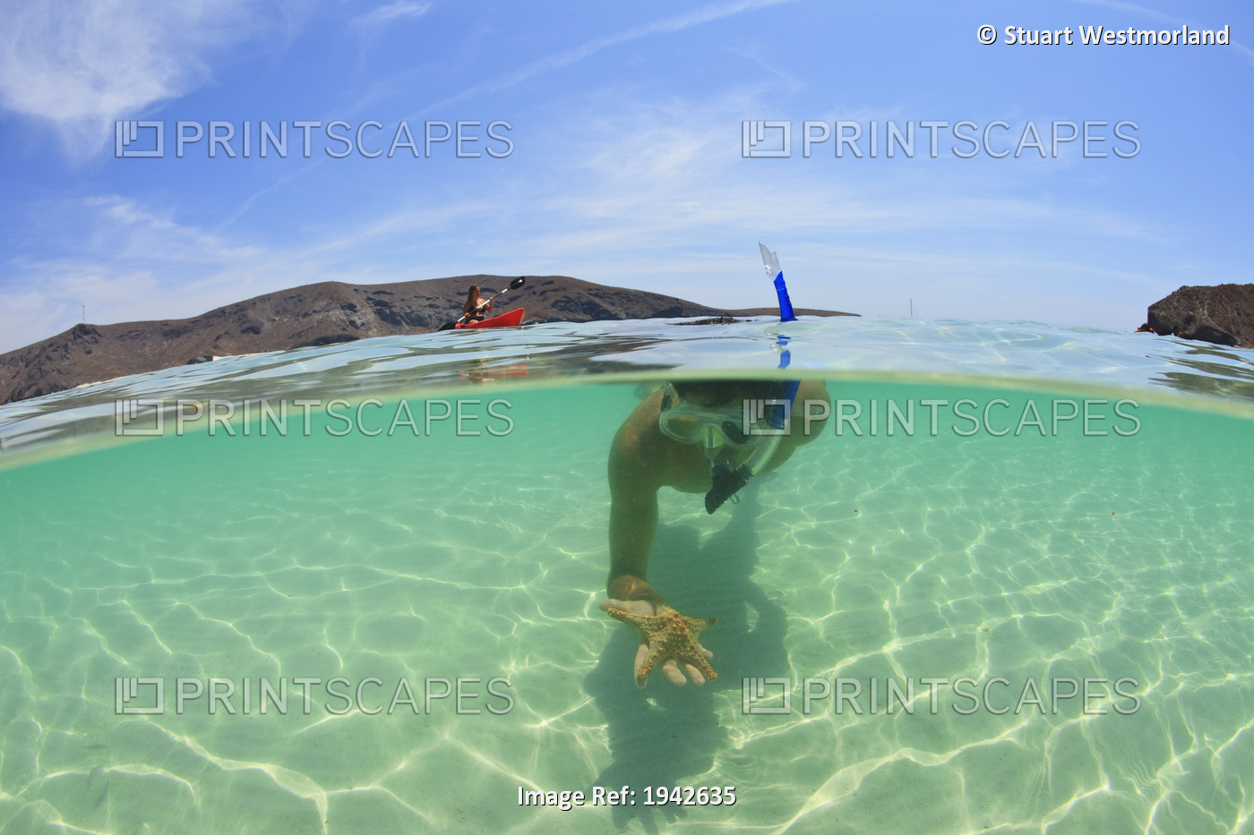 A Young Man Snorkeling Underwater Holding A Starfish In His Hand; La Paz, Baja, ...