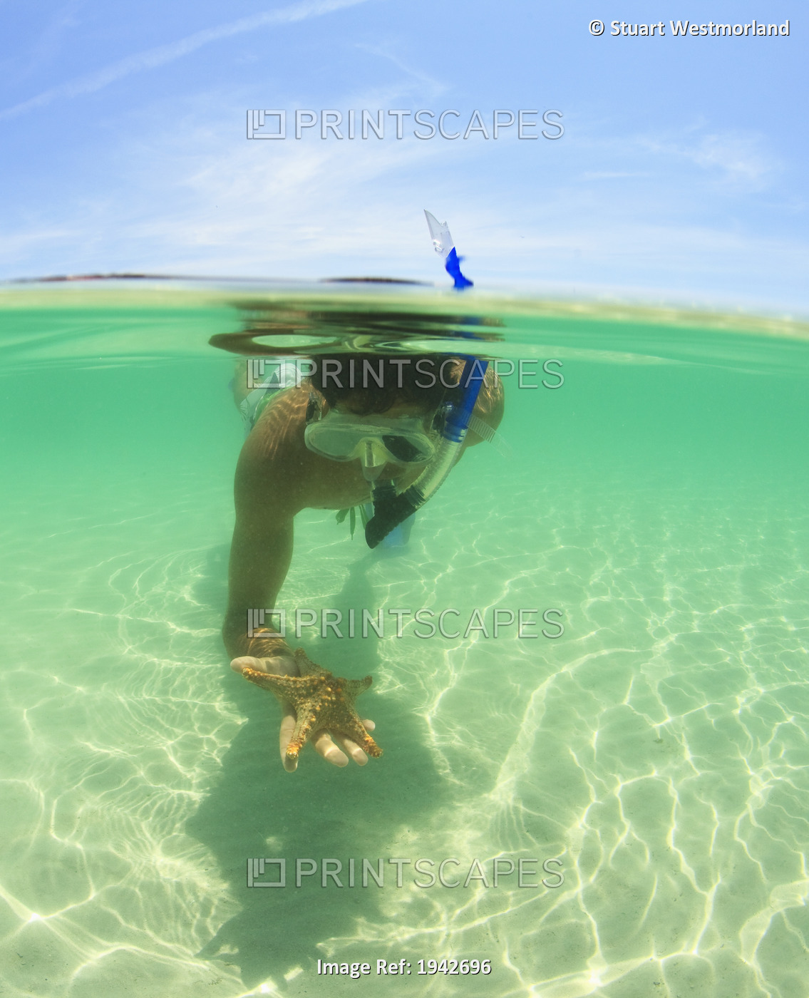 A Young Man Snorkels Holding A Starfish Underwater; La Paz, Baja, California, ...