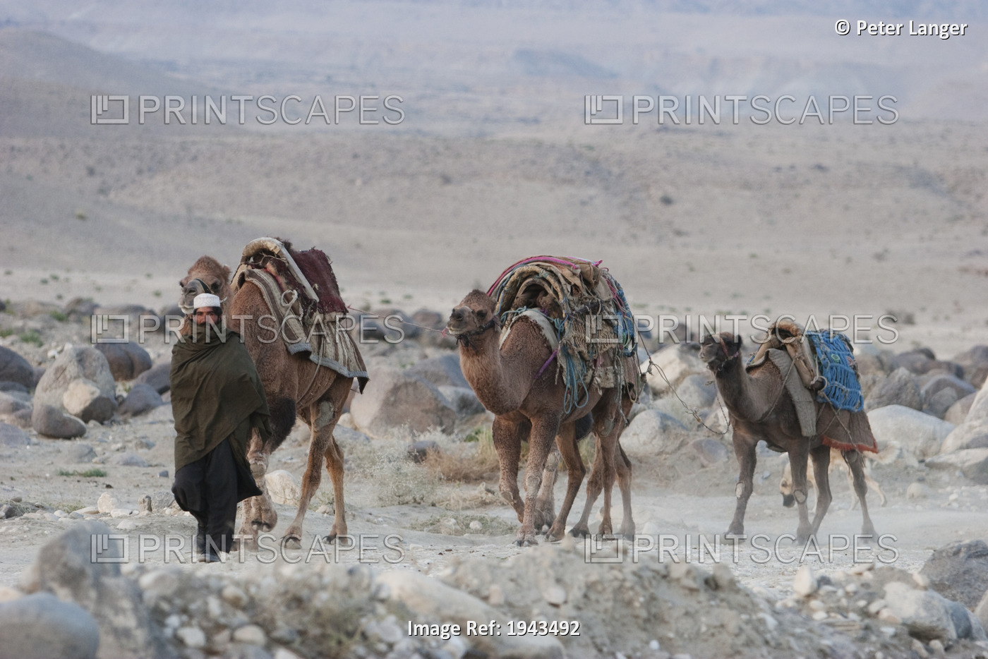 Kuchi Nomad Walks With His Camels Along The Shores Of The Kabul River, Kabul ...