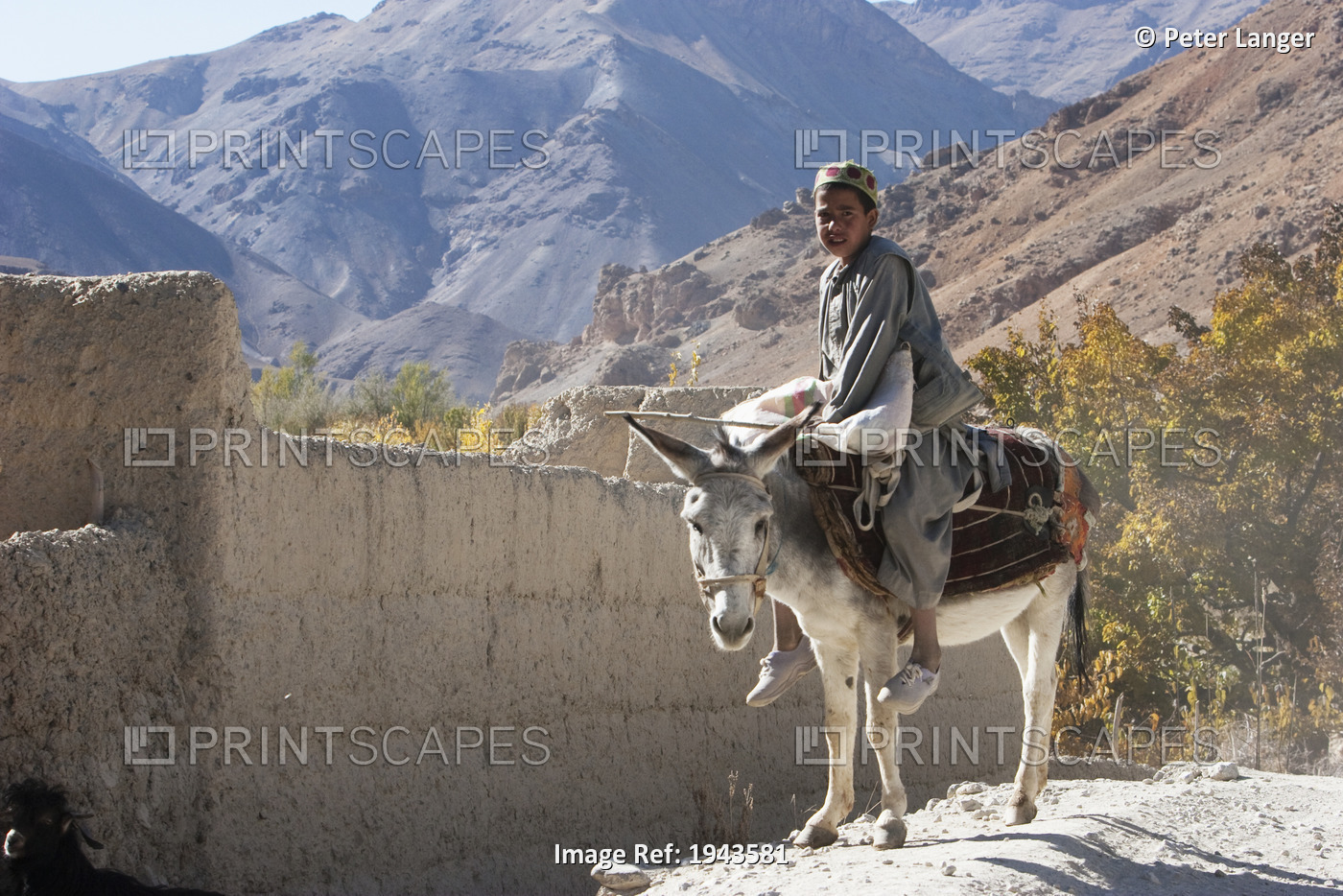 Afghan Boy On A Donkey Near Shekh Ali, Parwan Province, Afghanistan