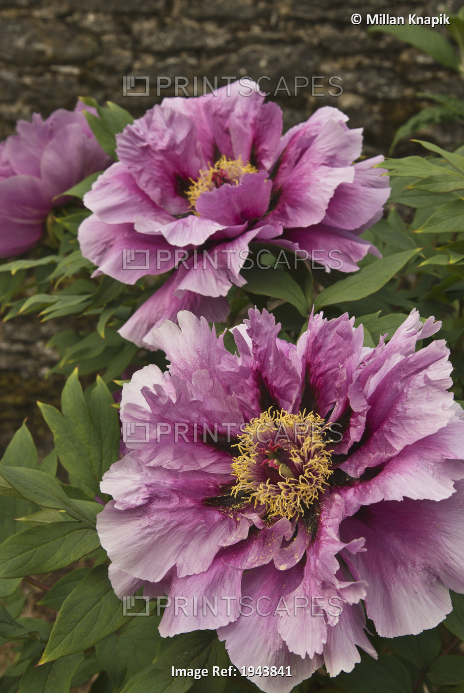 Flowers With Large Pink Petals; Thomastown, County Kilkenny, Ireland