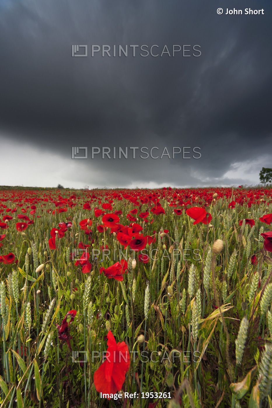 A Field Of Red Poppies Under A Dark Stormy Sky; Northumberland, England