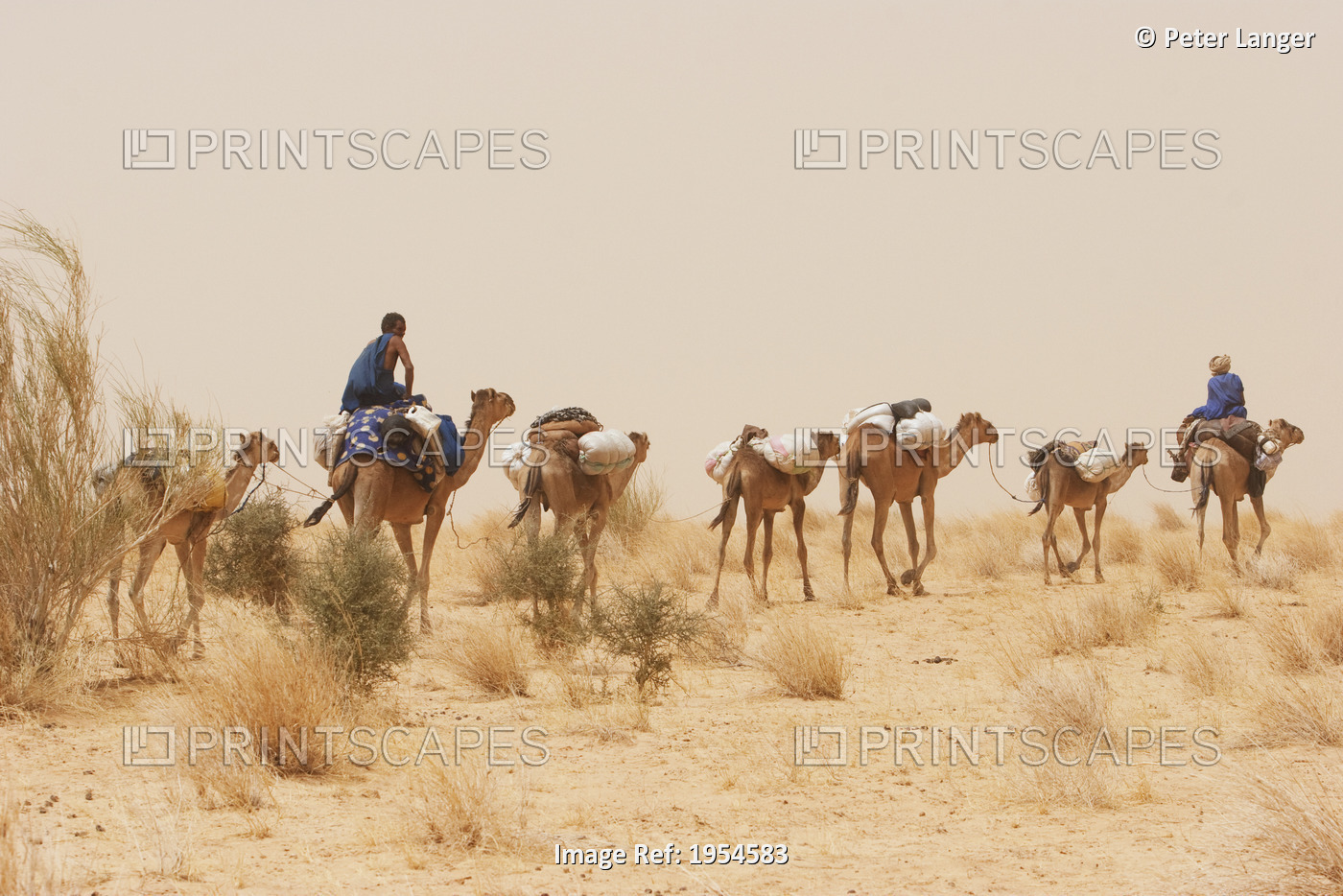 Tuareg camel caravan near Timbuktu, Mali