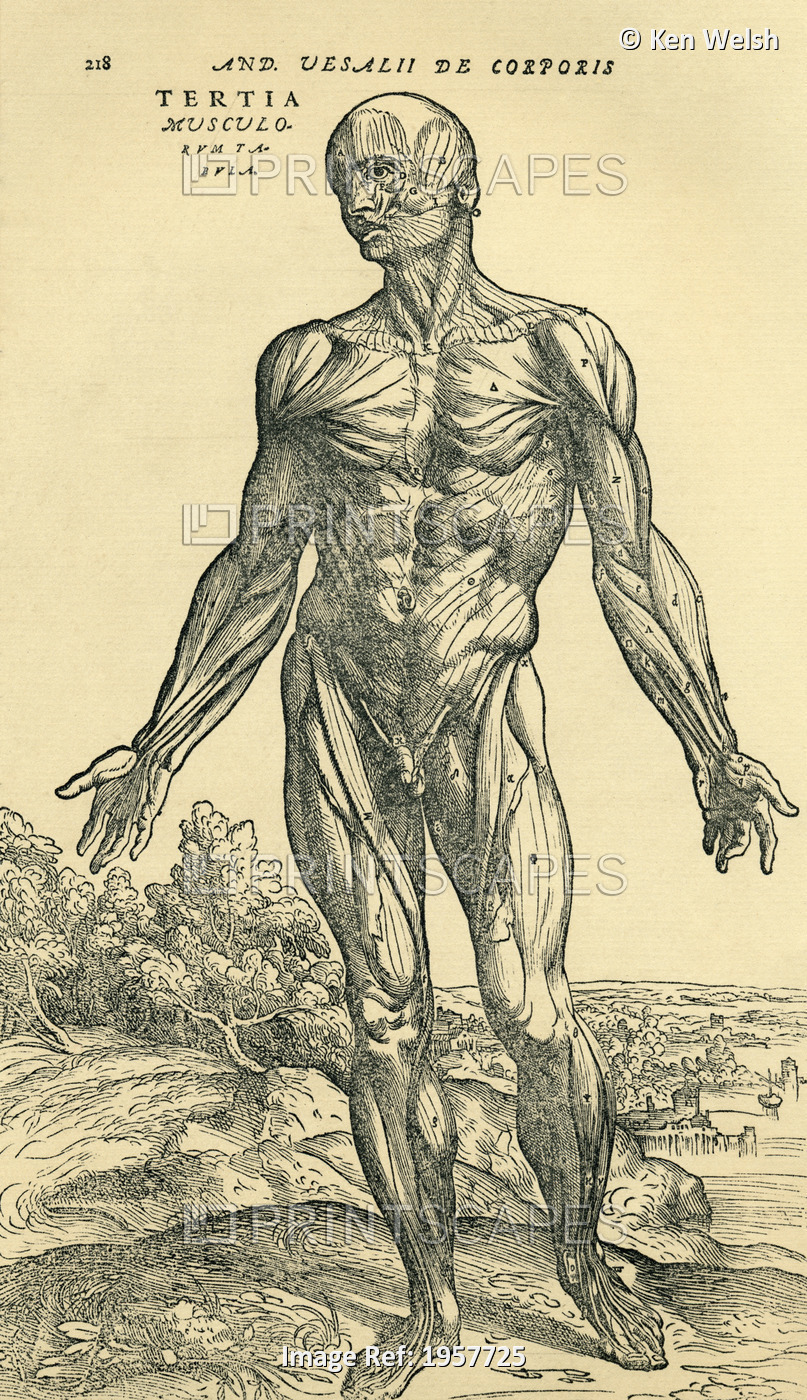 Front Of Male Human Body.Anatomical Study Originally Published In De Humani ...