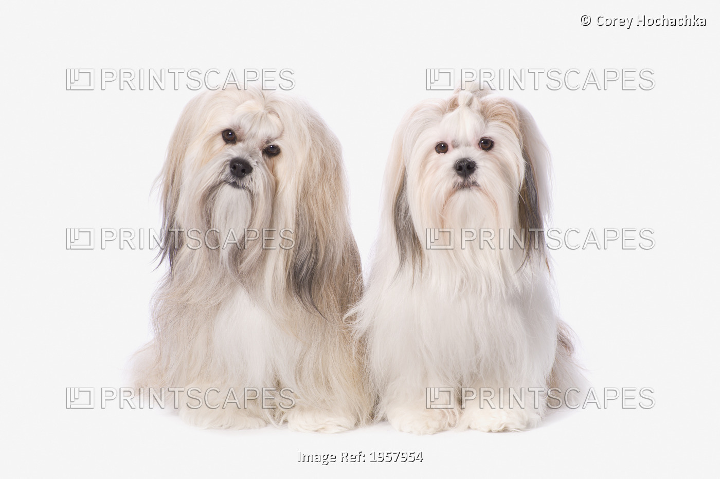 Two White Lhasa Apso Puppies; St. Albert, Alberta, Canada