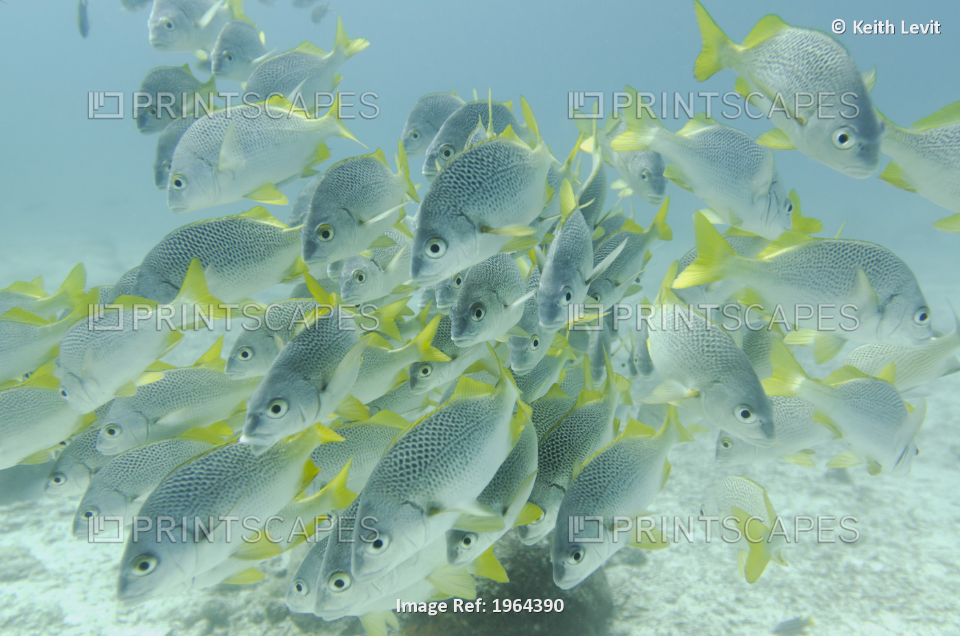 Yellow-Tailed Grunt Fish (Anisotremus Interruptus); Galapagos, Equador