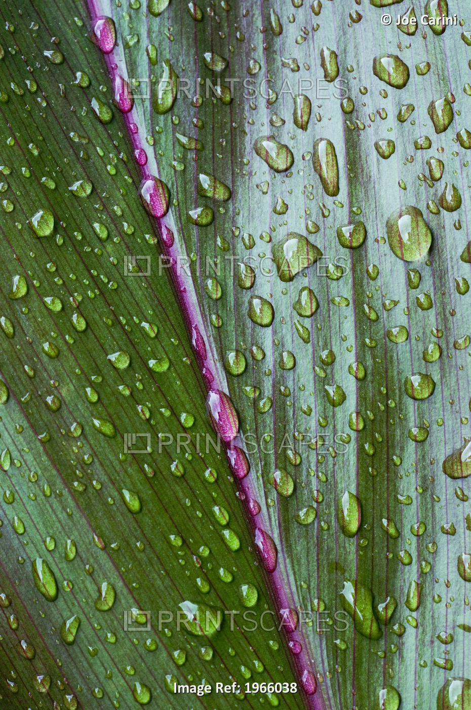 Hawaii, Oahu, Close Up Of Green Ti Leaf With Raindrops.