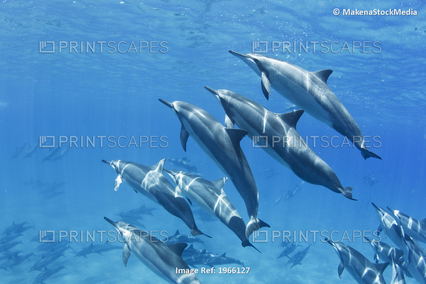 Hawaii, Lanai, Hulopoe Bay, Spinner Dolphins (Stenella Longirostris) Underwater.