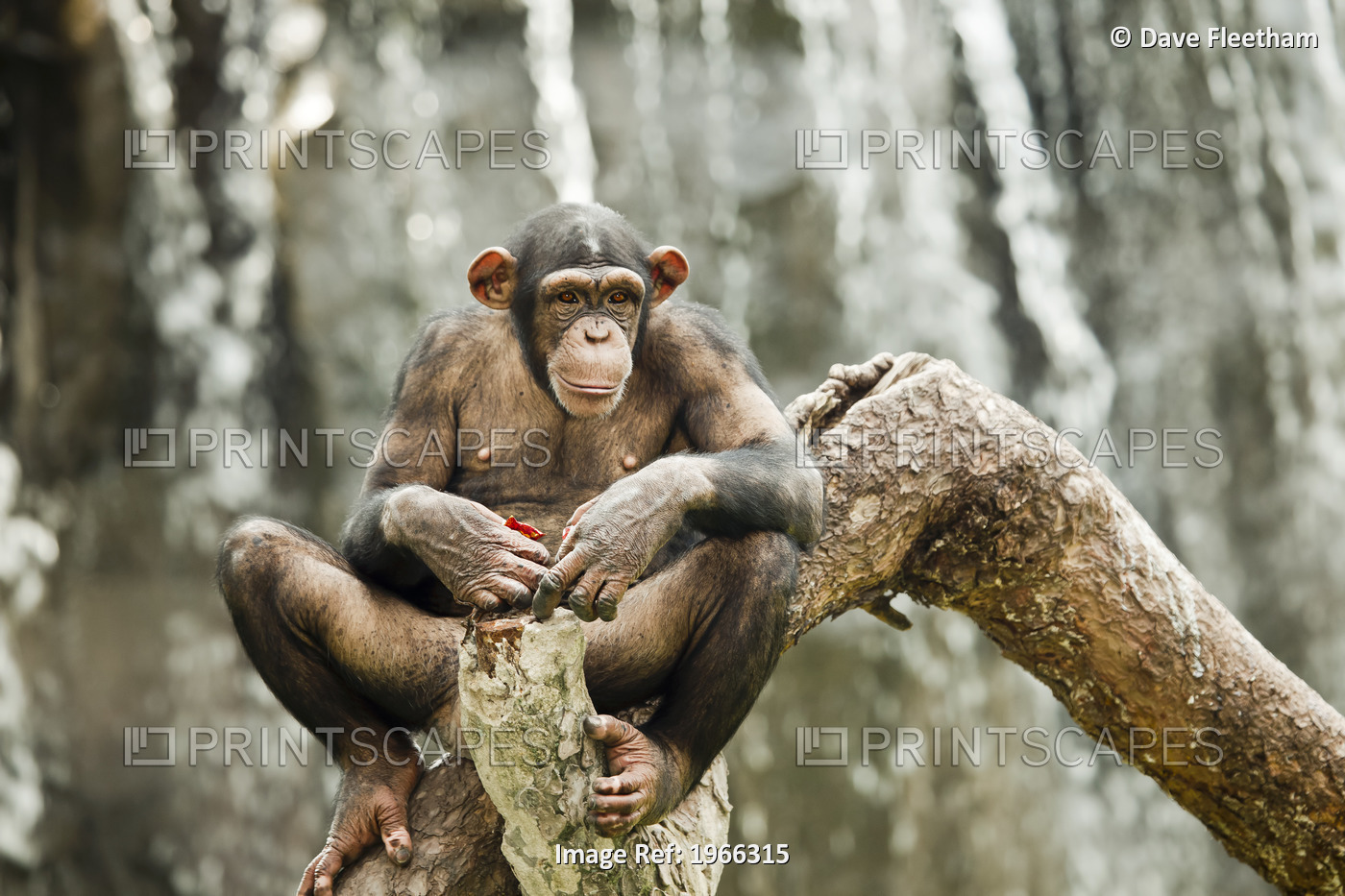 China, Guangdong Province, Guangzhou Zoo, Common Chimpanzee (Pan Troglodytes) ...