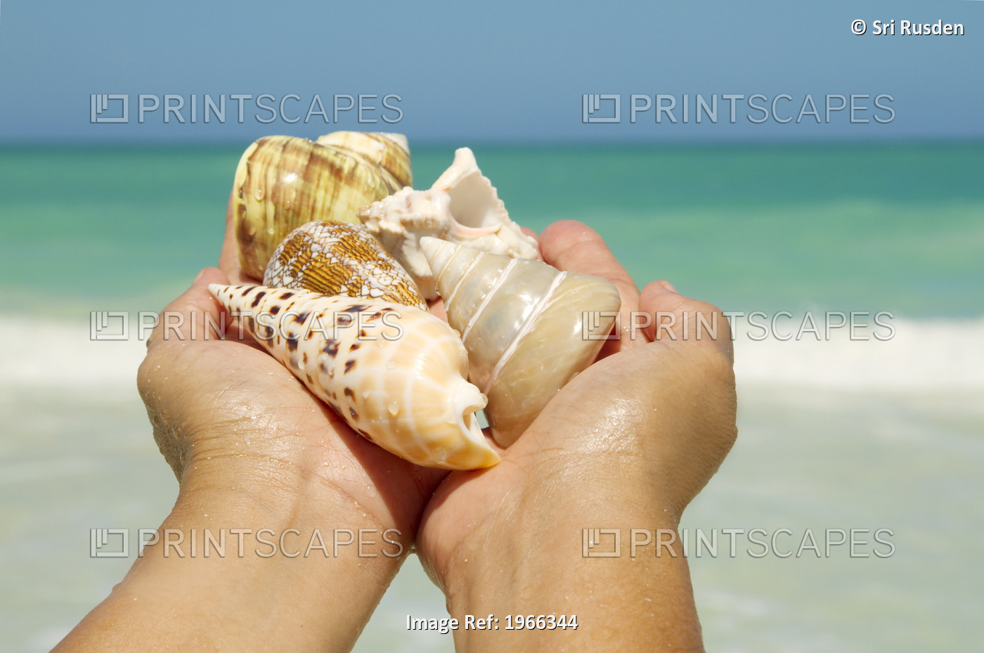 Hawaii, Woman's Hands Holding Seashells, Ocean In Background.
