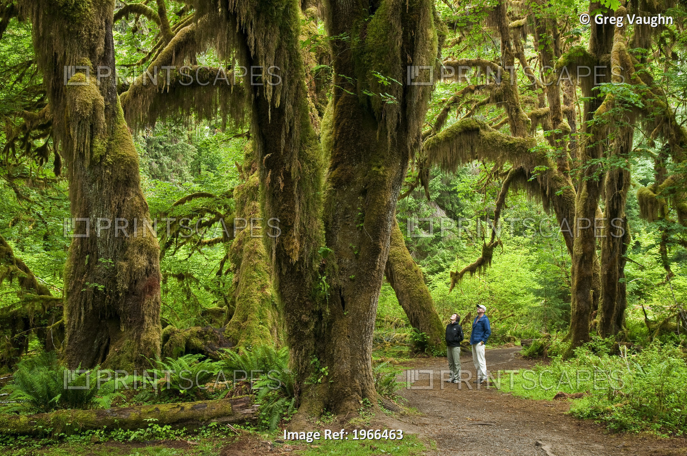 Washington, Olympic National Park, Hoh Rainforest, Hall Of Mosses Trail, People ...