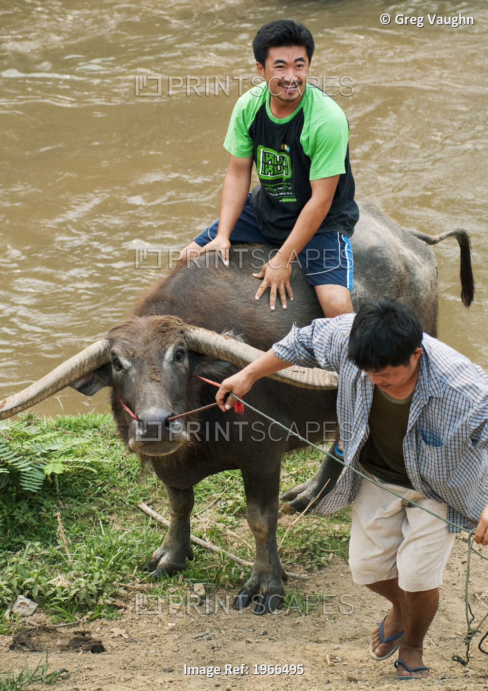 Thailand, Rural Chiang Mai, Thai Men Guide And Ride Water Buffalo Near River.