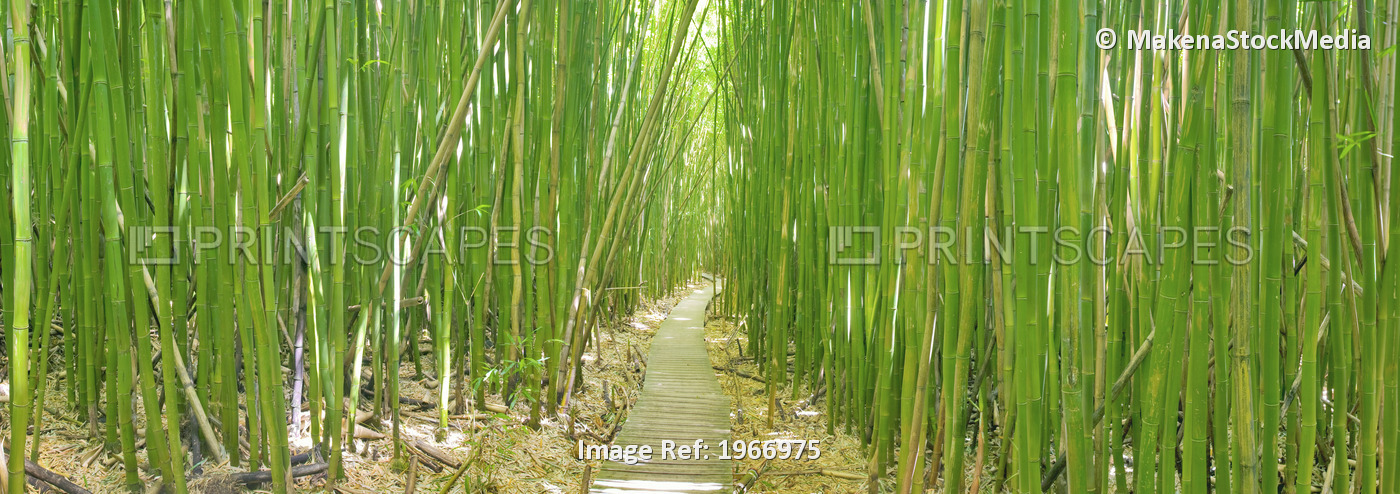 Hawaii, Maui, Kipahulu, Bamboo Forest
