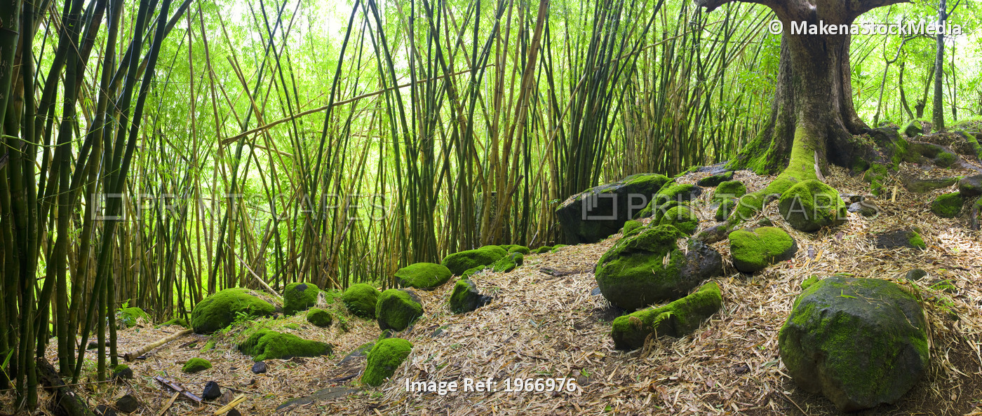 Hawaii, Kauai, Napali Coast, Bamboo Grove On Trail To Hanakapiai Falls