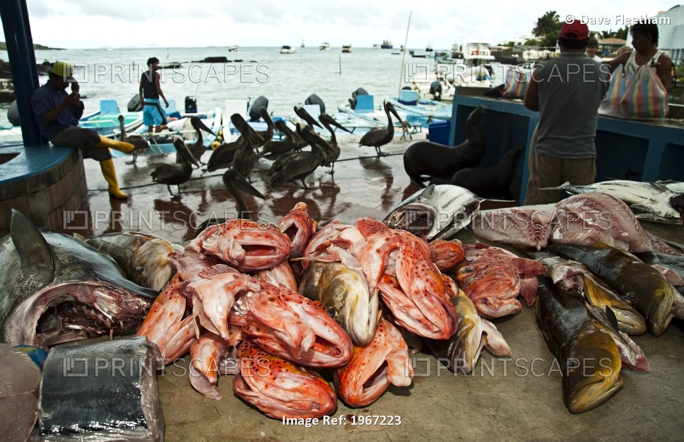 Ecuador, Galapagos Archipelago, Santa Cruz Island, Puerto Ayora, Fresh Fish ...