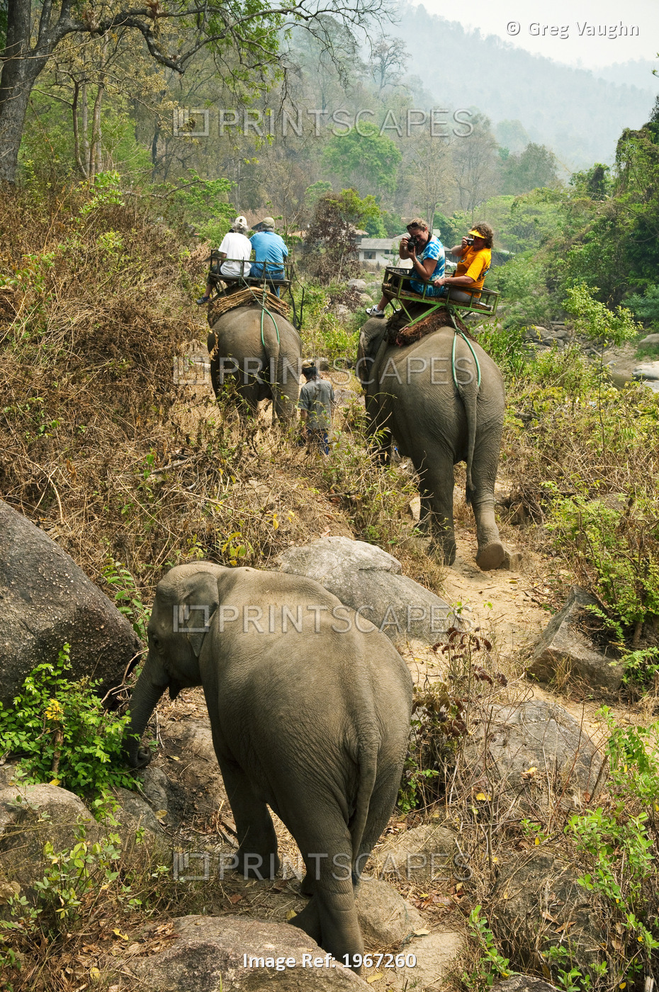 Thailand, Chiang Mai Province, Tourists Riding Elephants Of Mae Tang Tours. For ...