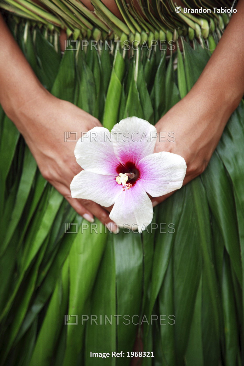 Hawaii, Oahu, Closeup Of Hula Dancer Hands Holding A White Hibiscus Flower.