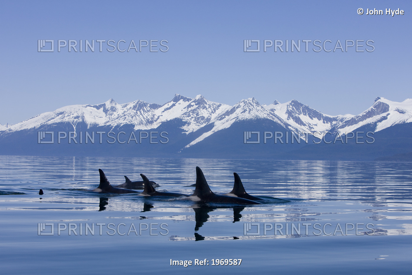 Alaska, Orca Whales (Killer Whales) Surface In Lynn Canal, Chilkat Mountains In ...