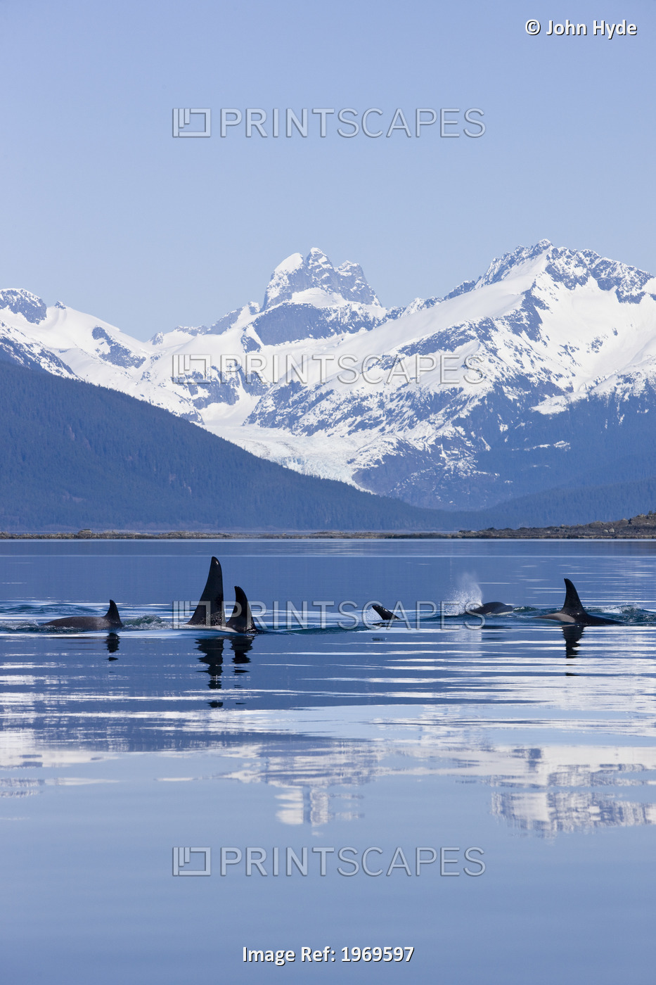 Alaska, Orca Whales (Killer Whales) Surface In Lynn Canal, Chilkat Mountains In ...
