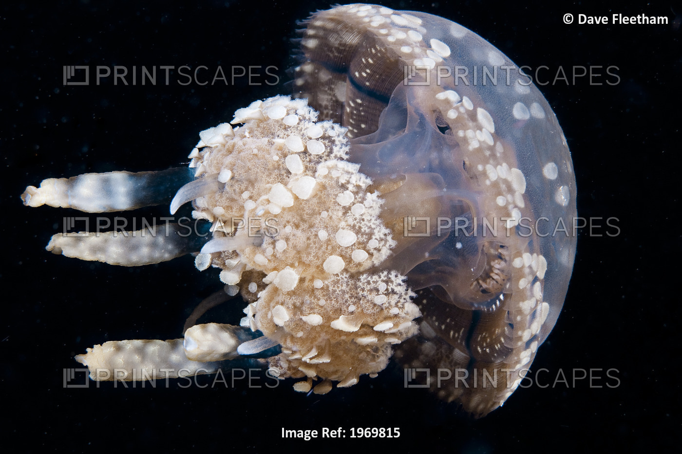 Indonesia, Stinging Jellyfish (Mastigias Papua) Floating In A Dark Ocean