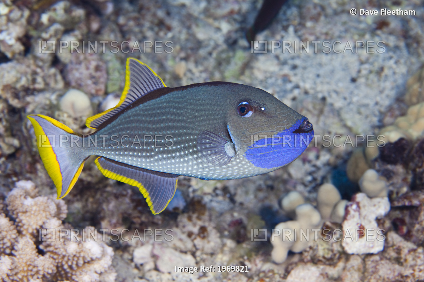 Hawaii, The Male Gilded Triggerfish (Xanthichthys Auromarginatus) Is More ...