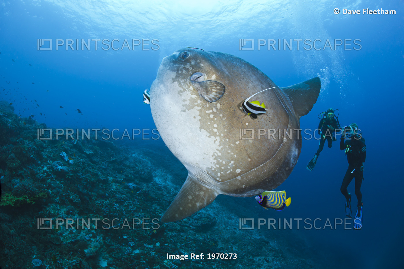 Indonesia, Bali, Nusa Penida, Divers Photographing Ocean Sunfish (Mola Mola) ...