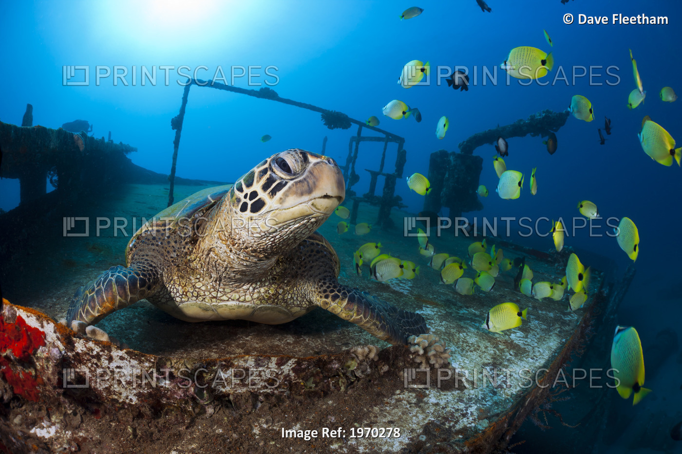 Hawaii, Green Sea Turtle (Chelonia Mydas) Sitting On A Sunken Ship