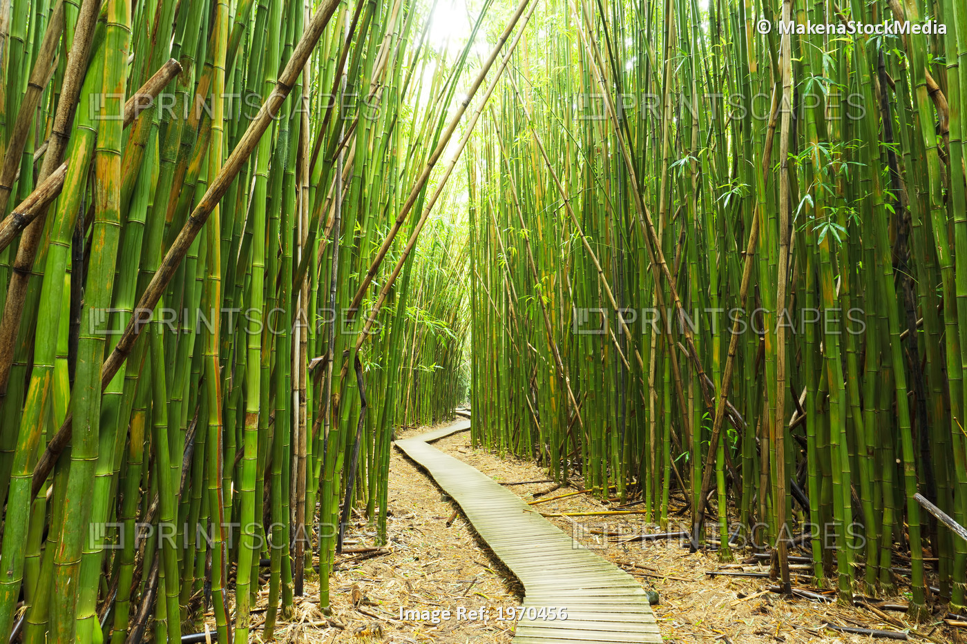 Hawaii, Maui, Kipahulu, Haleakala National Park, Boardwalk Through Bamboo ...