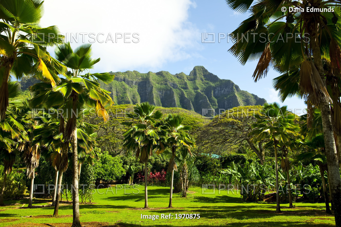 Hawaii, Oahu, Kualoa Ranch, Palm Trees And View Of Kahana Valley Ridge