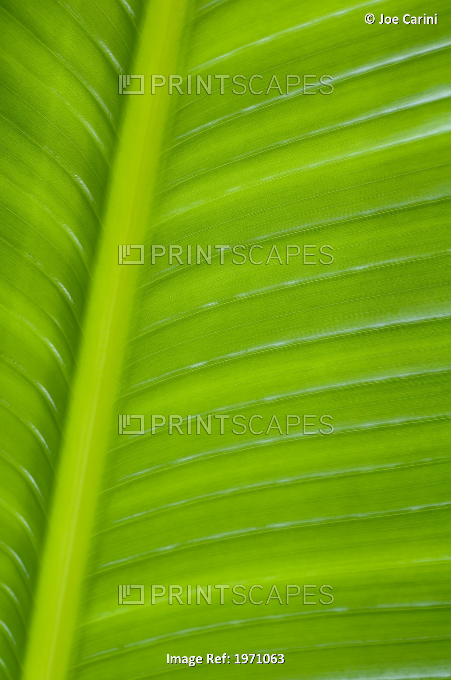 Close-Up Detail Of A Palm Leaf.