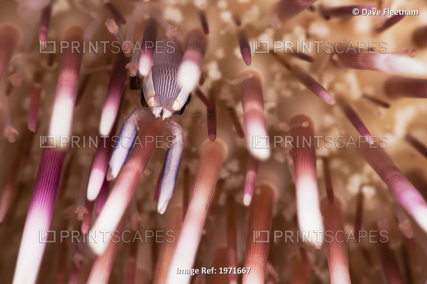 Hawaii, Maui, A Tiny Miner's Urchin Shrimp (Gnathophylloides Mineri) Is ...