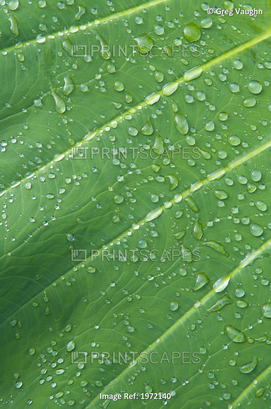 Hawaii, Maui, Extreme Close Up Of A Taro Leaf Covered In Water Droplets.