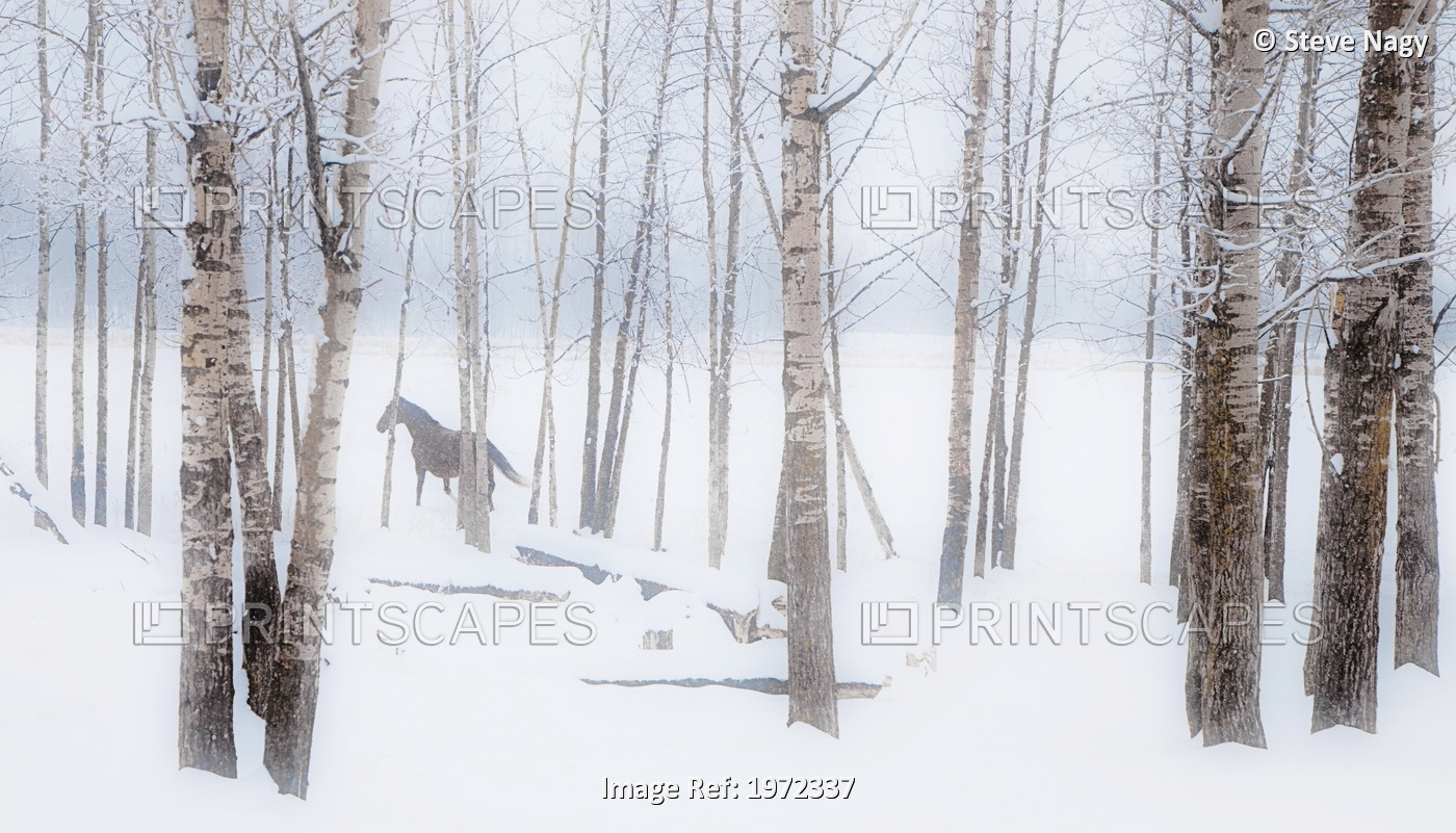 A Horse Stands Beside A Forest Of Bare Trees With The Blustery Snow In Winter; ...